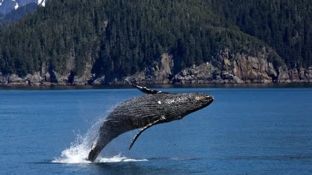 Il salto di una balena