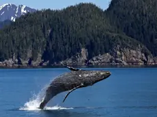 Il salto di una balena