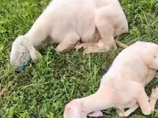 Gli ovini morti per il "morbo della lingua blu"