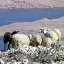 Esemplari di pecora in Istria