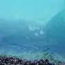 Lo noci di mare stanno invadendo in questi giorni il golfo di Trieste. In questa serie di foto l'avvistamento nel Canal Grande di Ponterosso, in pieno centro cittadino