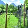 Uno dei vigneti di alta montagna, oltre gli 800 metri, dell'imprenditore Roberto Baldovin