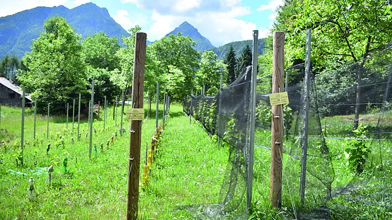 Uno dei vigneti di alta montagna, oltre gli 800 metri, dell'imprenditore Roberto Baldovin