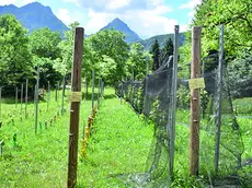 Uno dei vigneti di alta montagna, oltre gli 800 metri, dell'imprenditore Roberto Baldovin