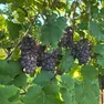 Imminente l'inizio della vendemmia in Friuli e in Veneto