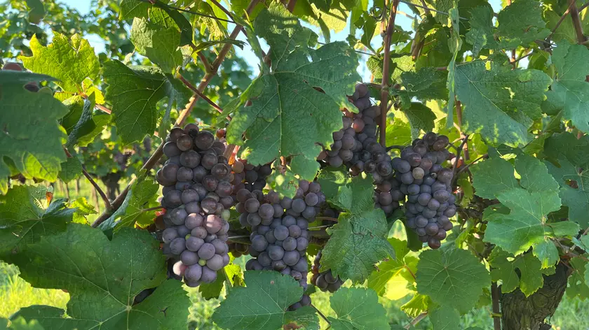 Imminente l'inizio della vendemmia in Friuli e in Veneto