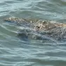 Malamocco, salvata tartaruga marina allo stremo: l’allarme di WWF e Fondazione Cetacea