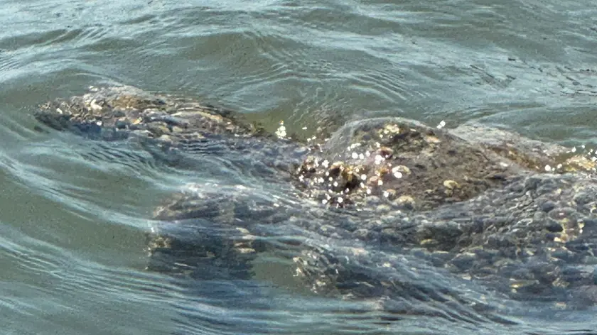 Malamocco, salvata tartaruga marina allo stremo: l’allarme di WWF e Fondazione Cetacea