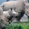 Salvare il rinoceronte più raro del mondo: BioRescue crea embrioni storici