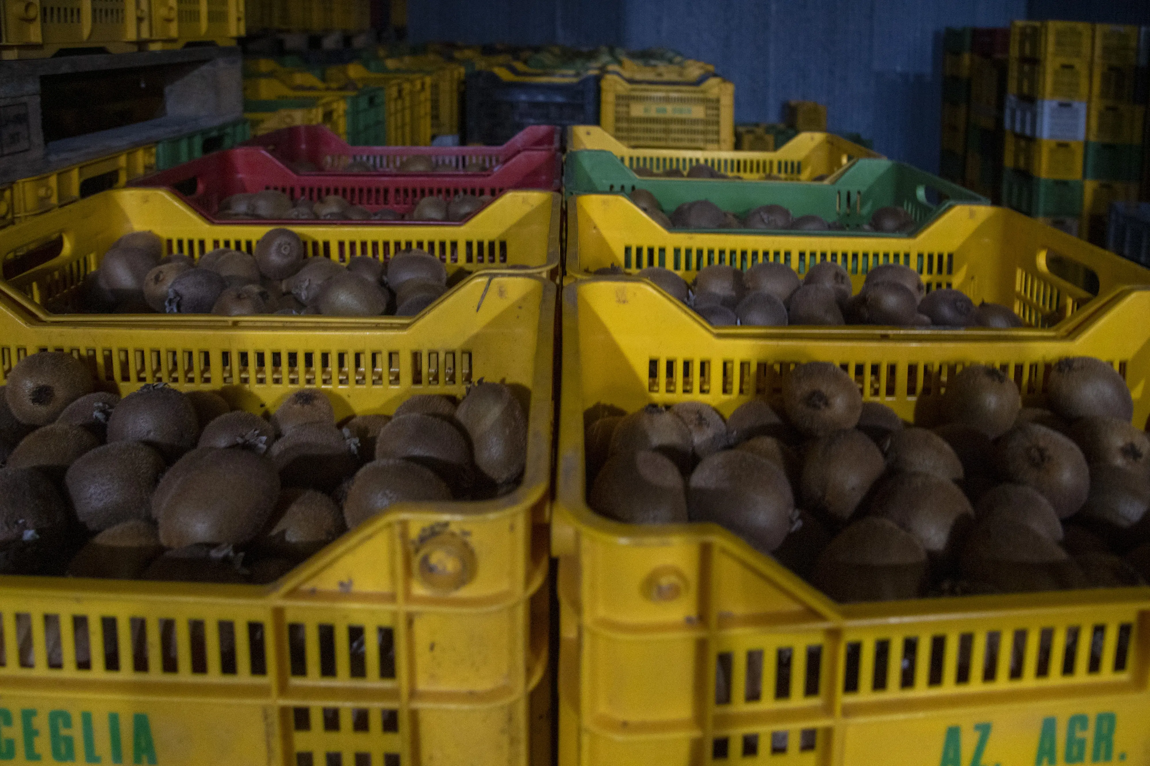 Azienda agricola: produzione di kiwi