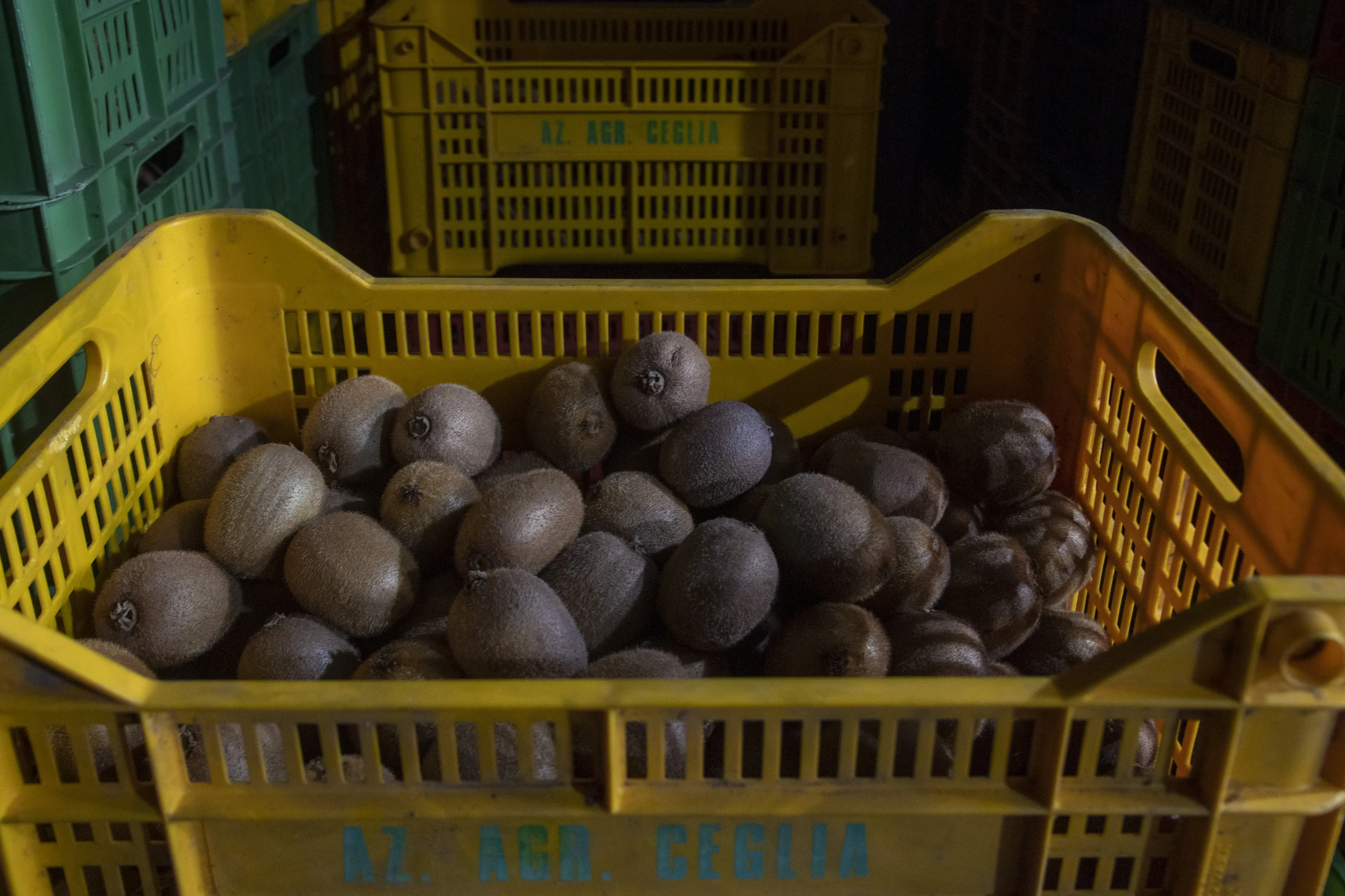 Azienda agricola: produzione di kiwi