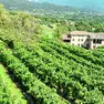 I vigneti antichi di Castelcies recuperati dalla famiglia di viticoltori Dal Bello