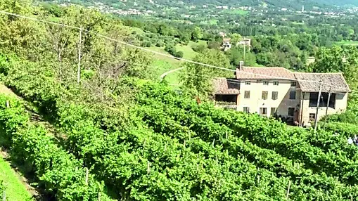 I vigneti antichi di Castelcies recuperati dalla famiglia di viticoltori Dal Bello