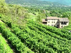 I vigneti antichi di Castelcies recuperati dalla famiglia di viticoltori Dal Bello