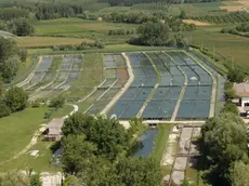 Un allevamento di trote in Friuli Venezia Giulia