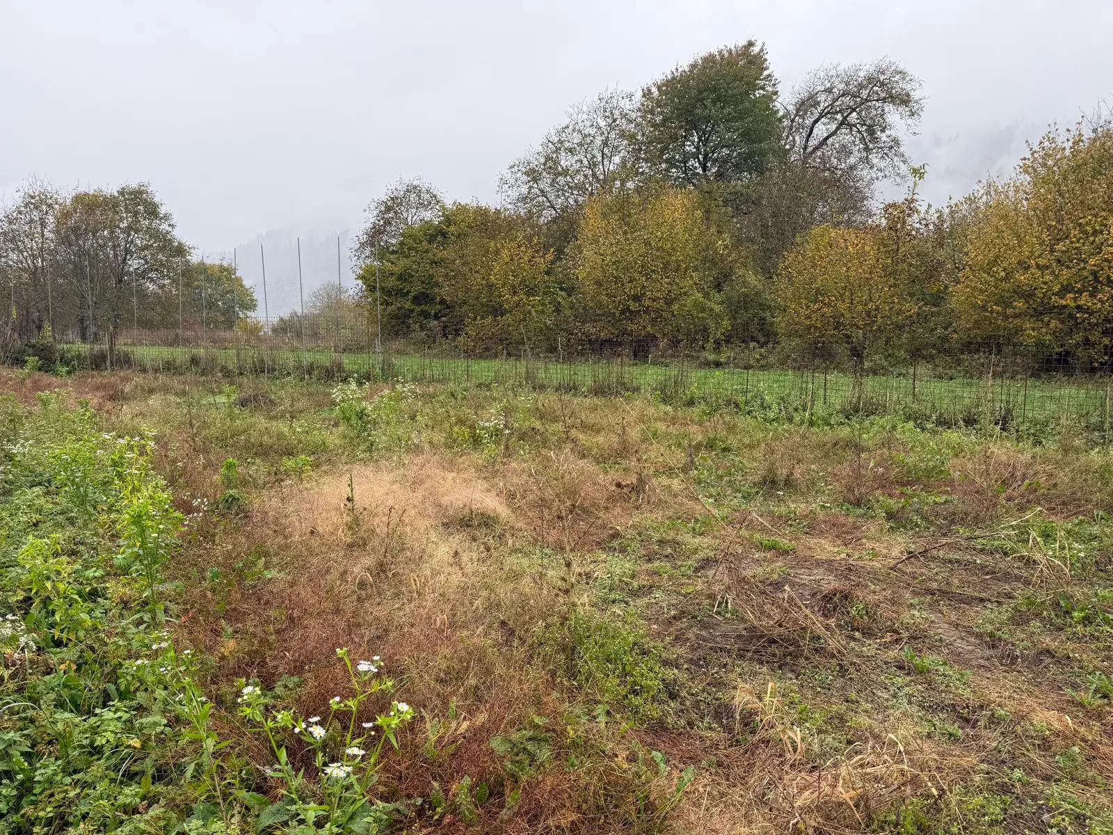 Il campo come appare oggi: le piante sono state tutte interrate
