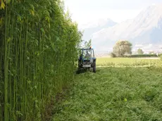 Mentre alcune aziende hanno deciso di proseguire con la produzione, altre hanno scelto di fermarsi