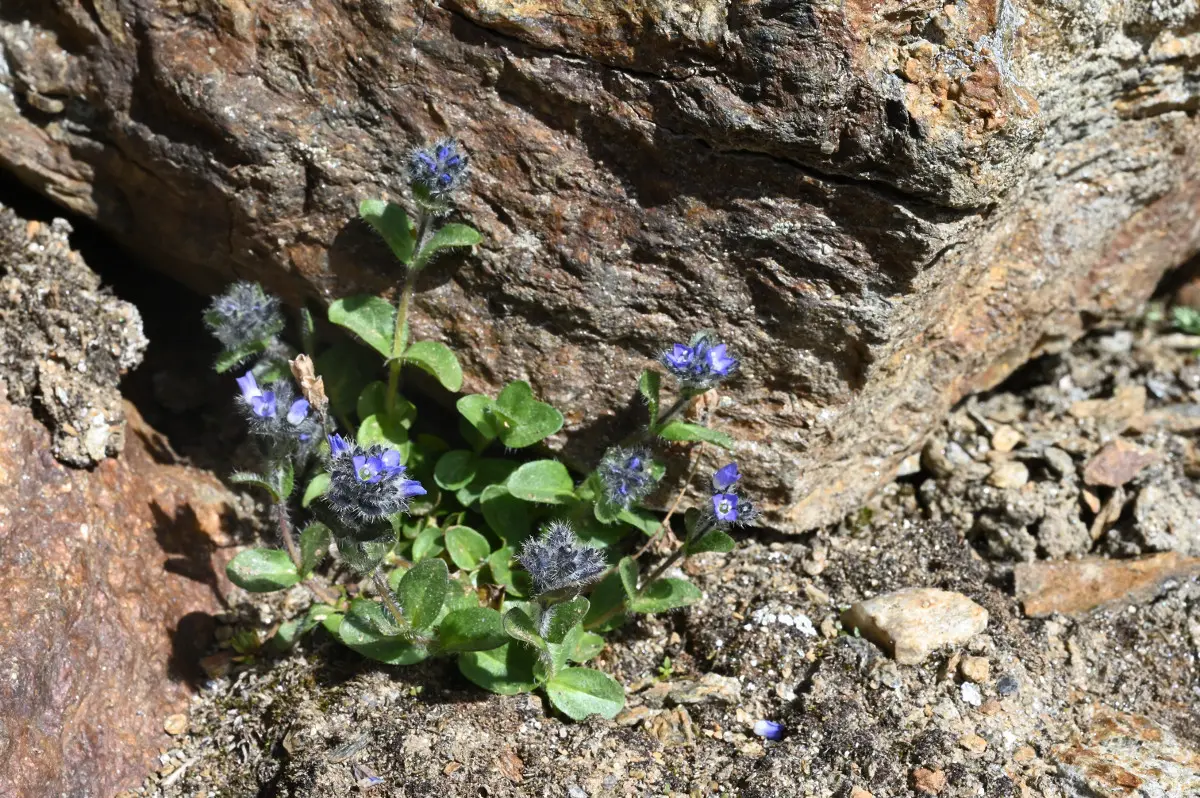 Veronica alpina, censita durante un'escursione (foto Giulia Tomasi)