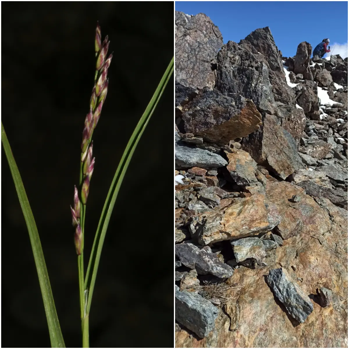Poa laxa su Punta Taviela a 3.607 m.