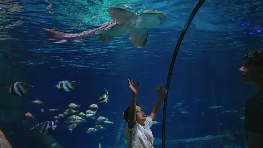 La vasca con lo squalo zebra