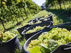 Vigne di Prosecco nella Marca trevigiana, il Consorzio ha fatto ricorso al Tar