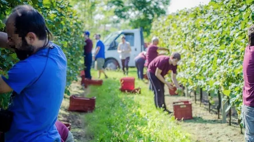 Ramuscello. Vendemmia presso l'omonima Cantina.