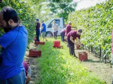 Ramuscello. Vendemmia presso l'omonima Cantina.