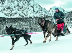 Ciaspole, cavallo, motoslitta, slitte con cani e molto altro: le opzioni sono ampissime per vivere la montagna friulana