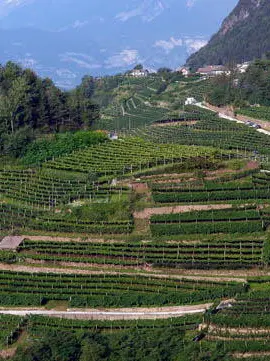 Le colline del Prosecco
