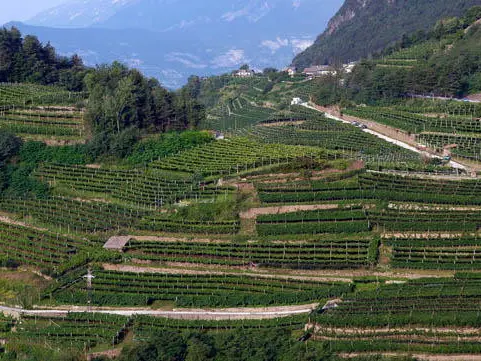 Le colline del Prosecco