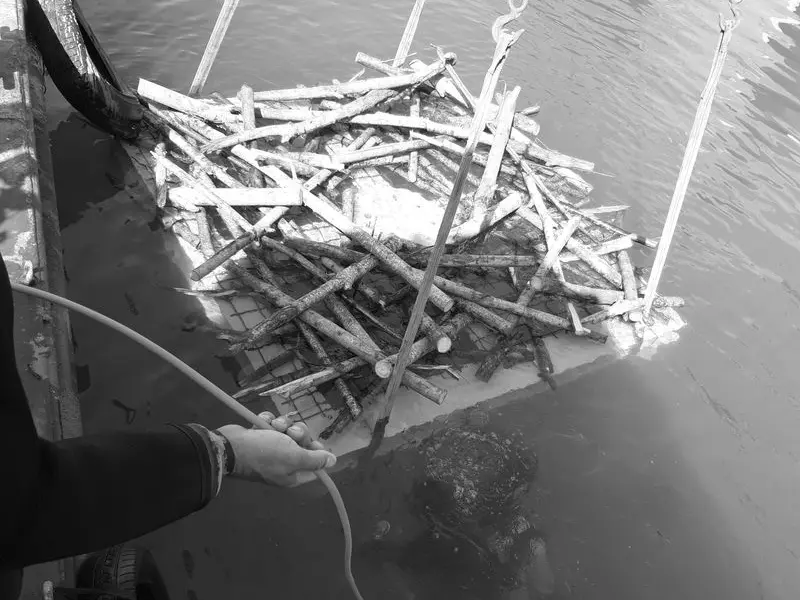 Una fase di installazione dell’opera di Penone