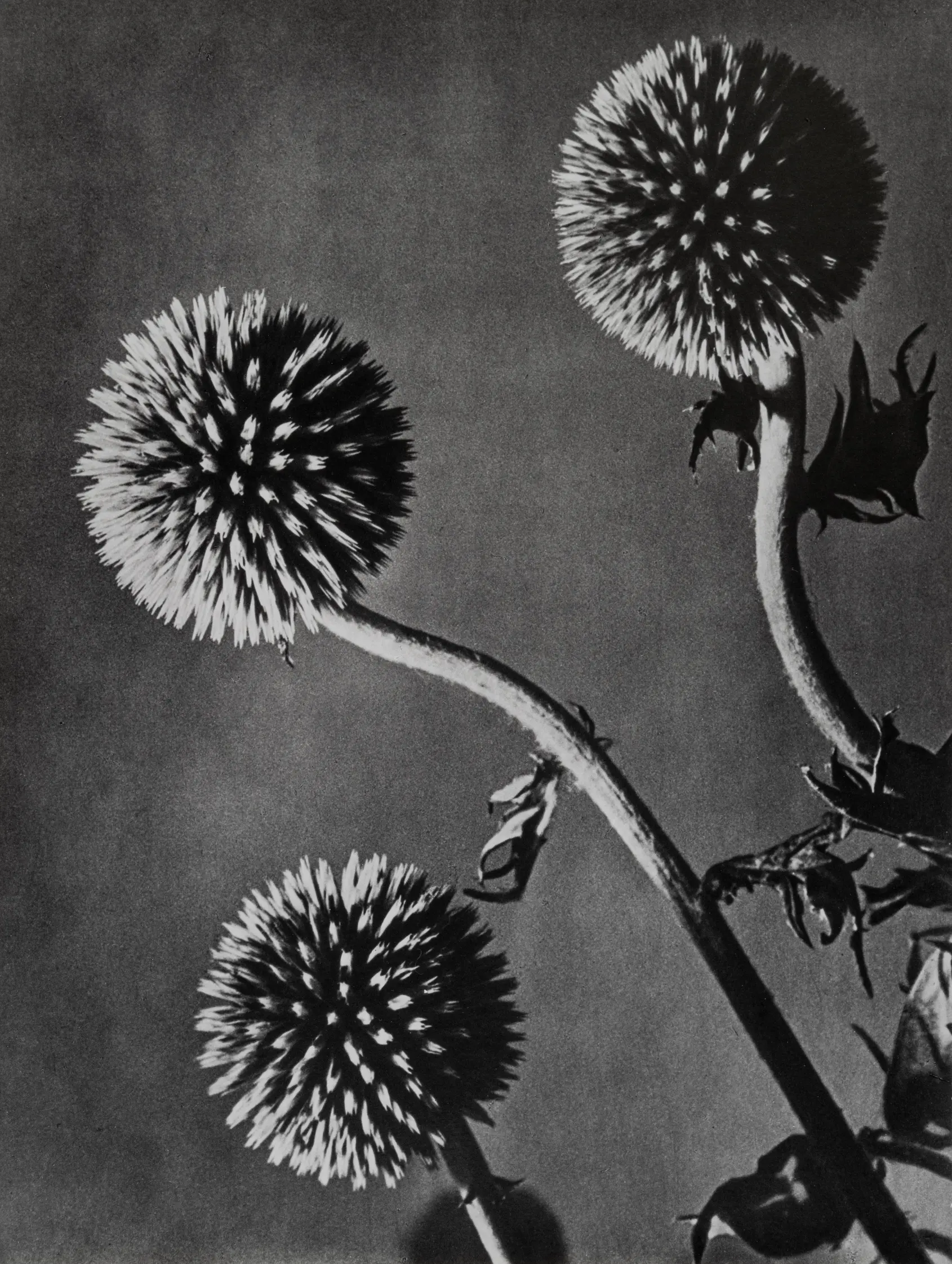 Una delle immagini in mostra (courtesy Biennale)