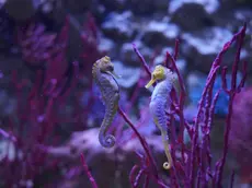 Il corteggiamento dei cavallucci marini