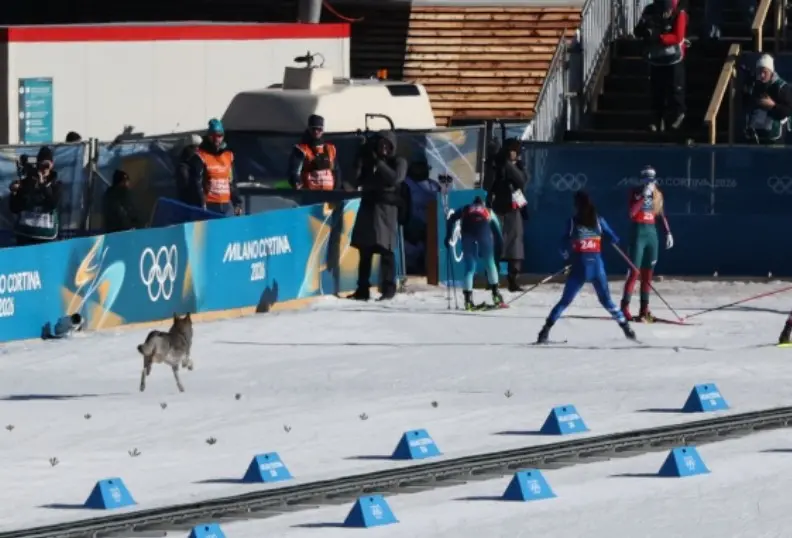 L'invasione di pista da parte dell'husky