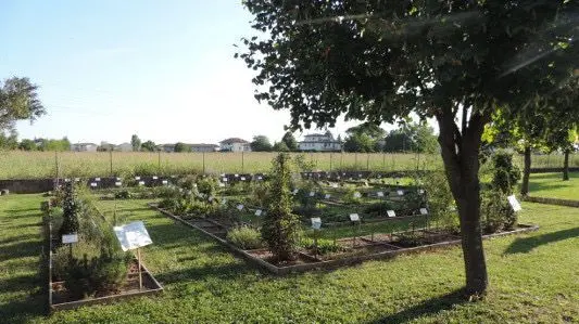 A Capodistria sarà creata una cinquantina di orti urbani