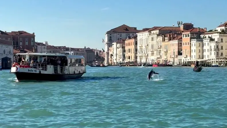 Il delfino Mimmo a Venezia