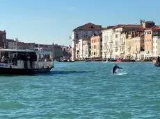 Il delfino Mimmo a Venezia