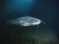 Un pesce siluro nel lago di Garda