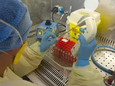 Un laboratorio di ricerca. A Padova la ricerca che accelera la trasformazione delle cellule in neuroni