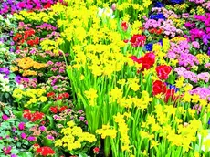 Primavera, tempo di fiere dei fiori: ecco dove andare in Veneto e Friuli