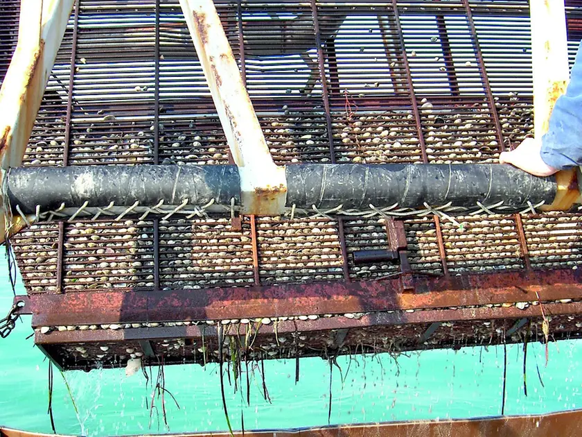 Un macchinario per la raccolta delle vongole