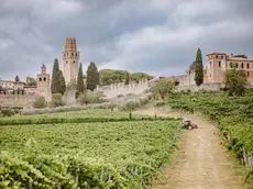 Il castello di San Salvatore a Susegana e i vigneti storici della famiglia Collalto