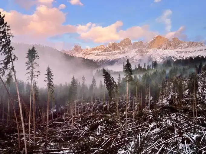 Alberi caduti durante la tempesta Vaia