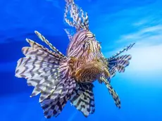 Un esemplare di pesce scorpione