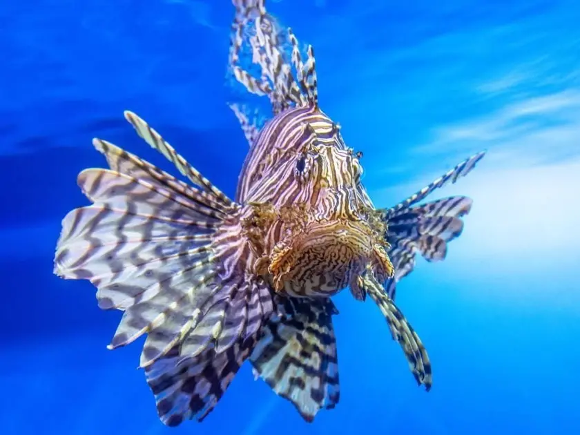 Un esemplare di pesce scorpione