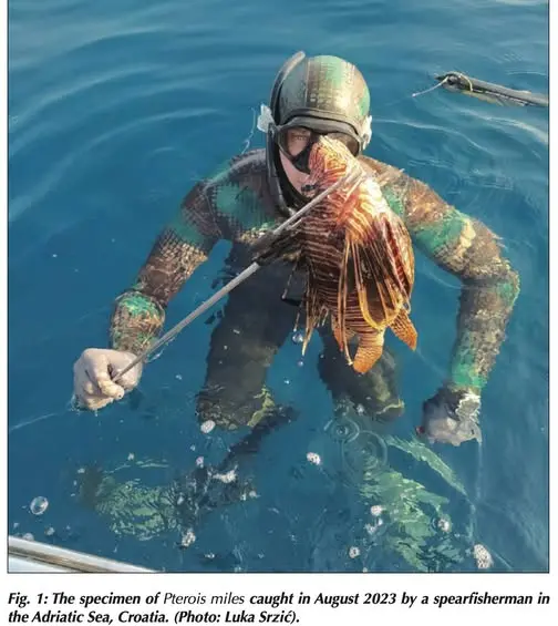 Un esemplare di pesce scorpione catturato in Croazia