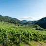I vigneti del Trentino