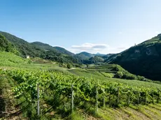 I vigneti del Trentino