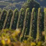 Il Veneto con 43 vini Dop e 10 Igp si conferma la prima regione vinicola