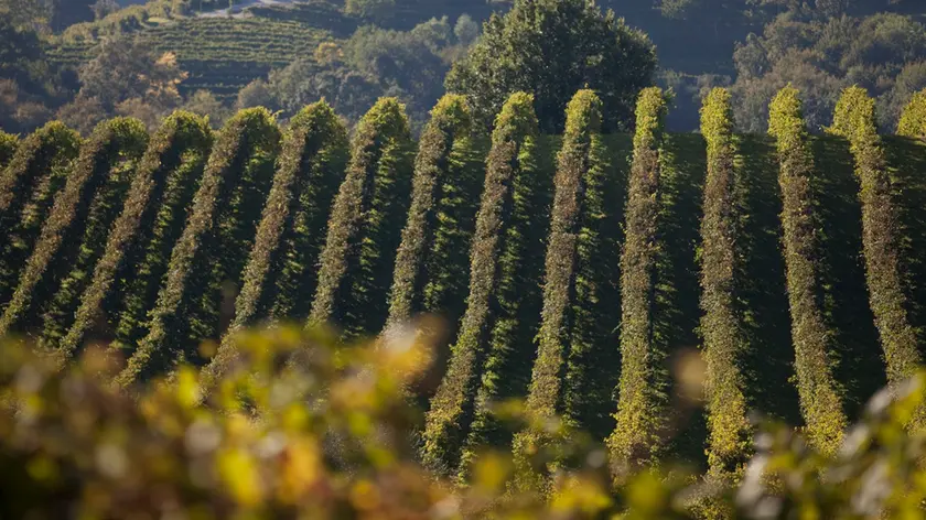 Il Veneto con 43 vini Dop e 10 Igp si conferma la prima regione vinicola